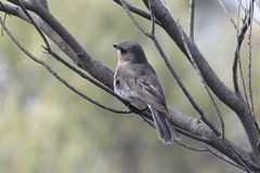 Pachycephala inornata