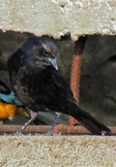 Molothrus bonariensis