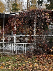 Parthenocissus inserta