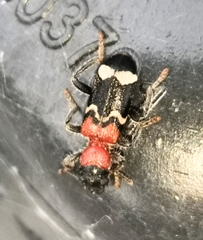 Thanasimus formicarius
