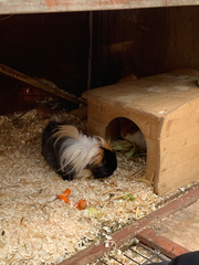 Cavia porcellus