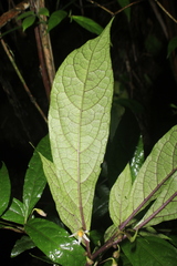 Lycianthes