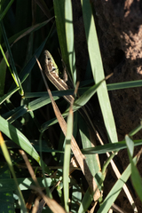 Lacerta strigata