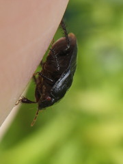 Pangaeus