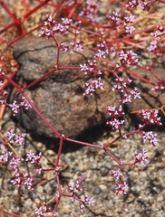 Chorizanthe leptotheca