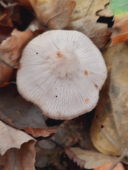 Mycena rosea