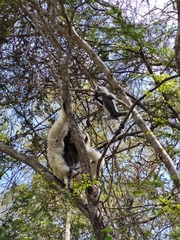 Propithecus verreauxi