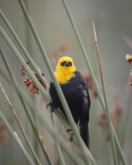 Chrysomus icterocephalus
