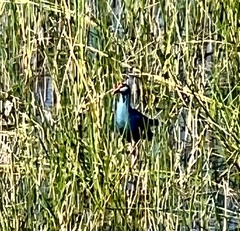 Porphyrio poliocephalus