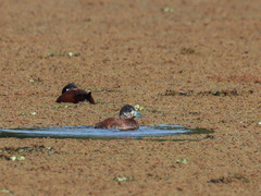 Oxyura ferruginea