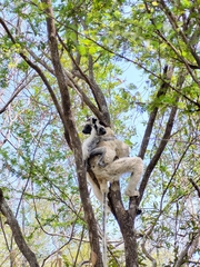 Propithecus verreauxi