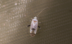 Compsidolon salicellum