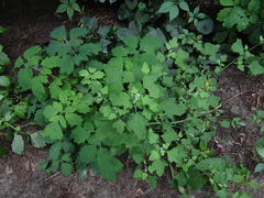 Chenopodium opulifolium