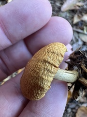 Pholiota spumosa