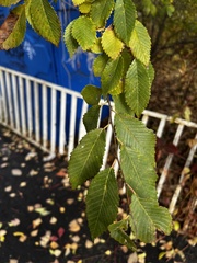 Ulmus pumila