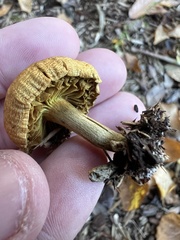 Pholiota spumosa