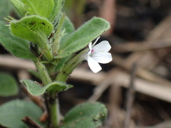 Dyschoriste setigera