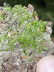 Entodon cladorrhizans