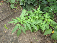 Urtica cannabina