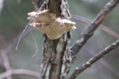 Trametes suaveolens