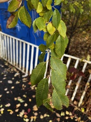 Ulmus pumila