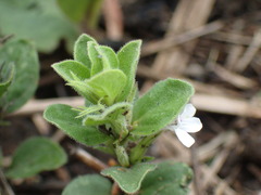 Dyschoriste setigera