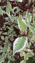 Cornus alba