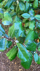 Elaeagnus pungens