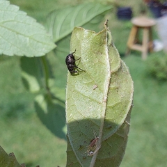 Curculionoidea
