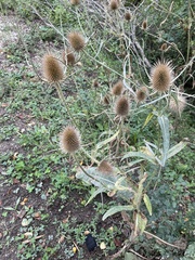 Dipsacus