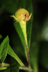 Lycianthes