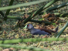 Porphyriops melanops