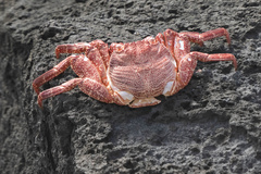 Grapsus adscensionis