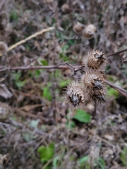 Arctium minus