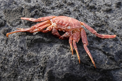 Grapsus adscensionis