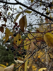 Parthenocissus inserta