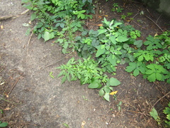 Urtica cannabina