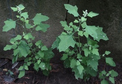 Chenopodium opulifolium
