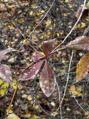 Parthenocissus inserta