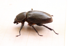 Xylotrupes