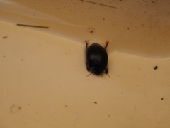 Agabinae