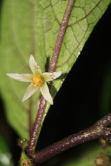 Lycianthes