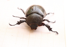 Xylotrupes