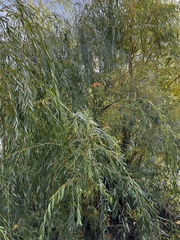 Salix