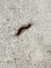 Lithobius forficatus