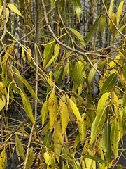Salix triandra