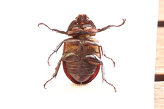 Xylotrupes