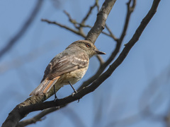Knipolegus poecilurus