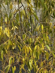 Salix triandra