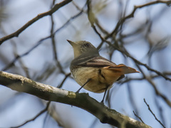 Knipolegus poecilurus
